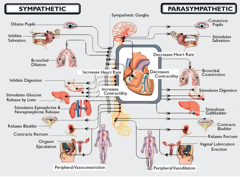 Autonomic Nervous System Chart Poster